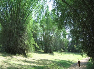 Wayanad Bamboo in India.  Photo: Wikimedia